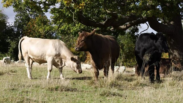 White, brown and black cow under a tree, sheep passing in the background