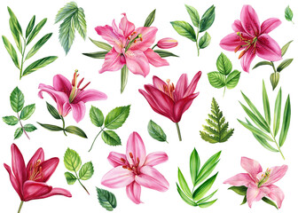 Fototapeta na wymiar Watercolor flowers and leaves. set pink lilies on a white background. Flora for wedding invitations, greeting cards