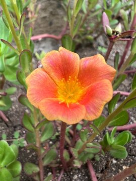 orange flower in garden
