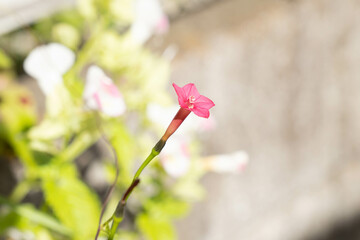 庭に咲く小さく可愛い花