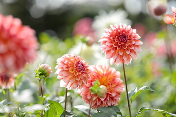 オレンジのダリア