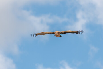 Griffon vultures (fulvus) hovering in warm air thermals currents in morning .