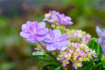綺麗に咲く秋のガクアジサイ