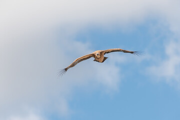 Griffon vultures (fulvus) hovering in warm air thermals currents in morning .
