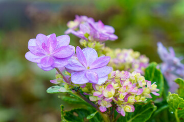 綺麗に咲く秋のガクアジサイ