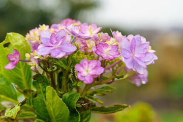 Fototapeta premium 綺麗に咲く秋のガクアジサイ