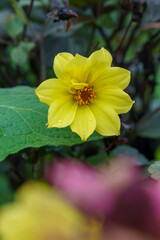 黄色いダリアメルキイ