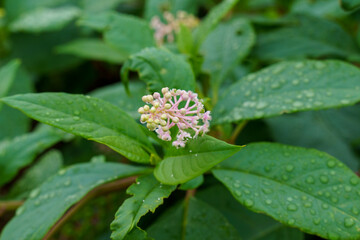 雨上がり濡れたヨウシュヤマゴボウ