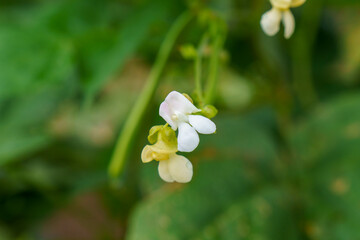 白く可憐なインゲンの花