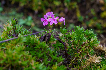 雨上がりのツルハナシノブ