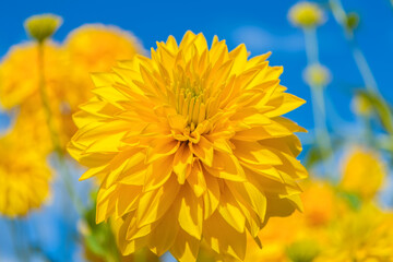 Blooming Rudbeckia dissected (Rudbeckia laciniata), or a golden ball against a blue sky