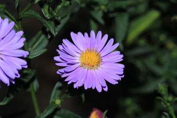 Obraz premium trailing ice plant flower macro photo