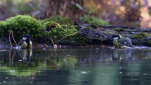 Great tit (Parus major) together bathing in forest pool, splashing droplets around, one leaving the water.