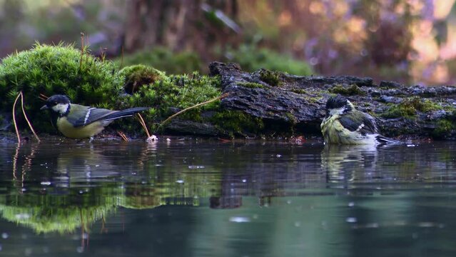 Great tit (Parus major) one joining the other bathing in forest pool, splashing droplets around.