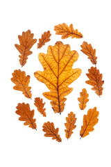 oak leaves on white background