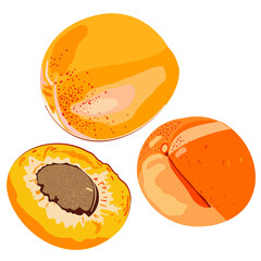 Vector bright illustration of whole apricots and a half isolated on white background.