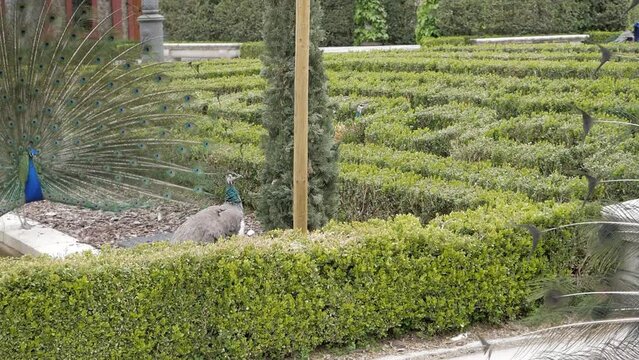 Female peafowl, peahen, between two peacok doing courtship ritual. They display their plumage with open tail. Amazing mating behavior for breeding.
