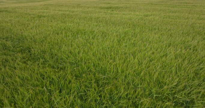 Reverse flying over large crop of green wheat grass  blowing in a strong wind