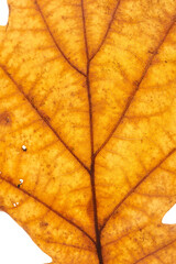 oak leaves on white background