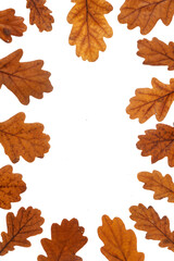 oak leaves on white background