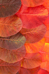 Background of bright red leaves, autumn background. vertical photo