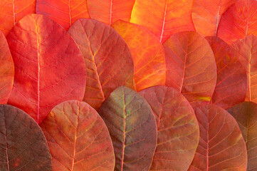 Autumn background of bright red leaves