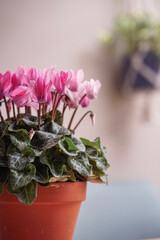 pink cyclamen in a pot