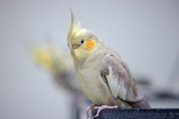 beautiful portrait of a grey female cockatiel standing on a metal stand