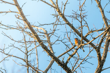 Robin bird on a tree singing in the morning
