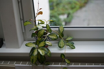 Hoya carnosa on a window shelf 
