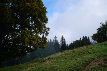 forest and sky