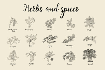 Fototapeta na wymiar Herbs and spices hand drawn vector illustration. Monochrome food sketch. Aromatic plants. Trendy design for modern menu, logo, branding, packaging and labeling.