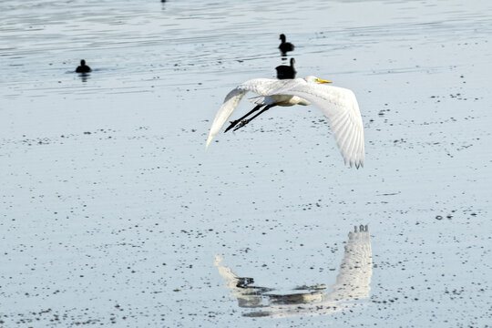 A white heron flies over the water