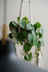 philodendron scandens in a hanging pot 