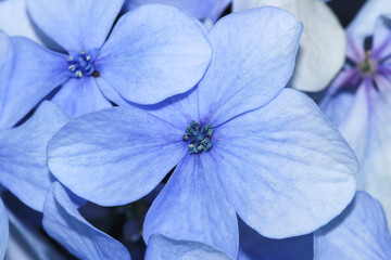 blue french hydrangea flower