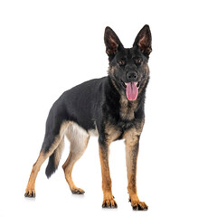 young german shepherd