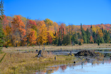 Naklejka premium Magnificent autumn landscapes near a lake in the Canadian forest in the province of Quebec