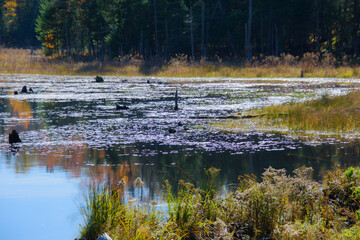Magnificent autumn landscapes near a lake in the Canadian forest in the province of Quebec