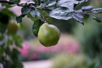 Quince on a tree 