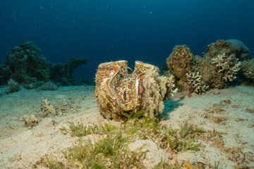 Giant Clam in the Red Sea Colorful and beautiful, Eilat Israel
