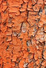 orange painted tree trunk detail