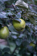 Quince on a tree 