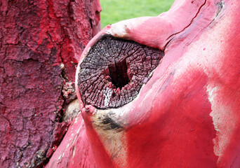red painted tree trunk detail