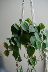Philodendron scandens in a hanging pot 