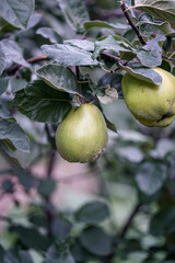 Quince on a tree 