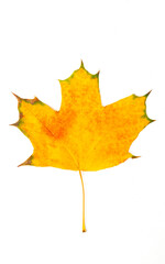 Fototapeta na wymiar fallen bright yellow orange autumn maple leaf on a white background close-up