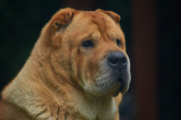 portrait of a smoot chow dog