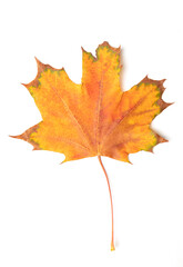 Naklejka na ściany i meble fallen bright yellow orange autumn maple leaf on a white background close-up