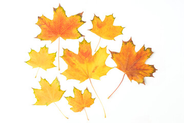 Naklejka na ściany i meble Multi colored fallen autumn maple leaves set isolated on white