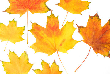 Collection of autumn yellow maple leaves isolated on white background